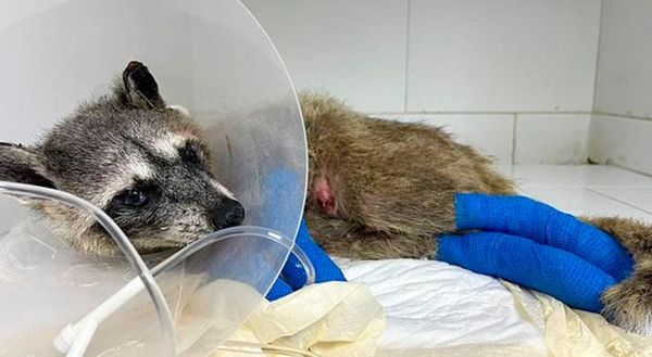 ¡MAPACHE ABUELITA VÍCTIMA DE INCENDIO EN EL PASTIZAL!