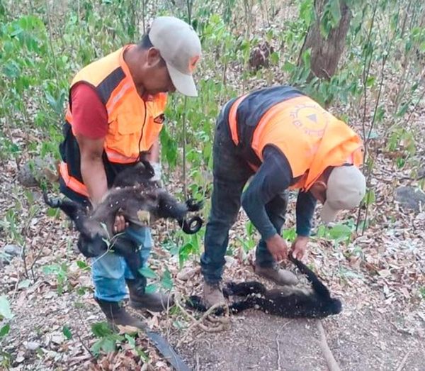 ¡OLA DE CALOR HA COBRADO 21 MONOS AULLADORES MUERTOS!
