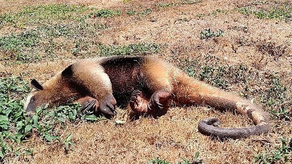 ¡MUERE OSO HORMIGUERO FRENTE A PUNTA TIBURÓN!