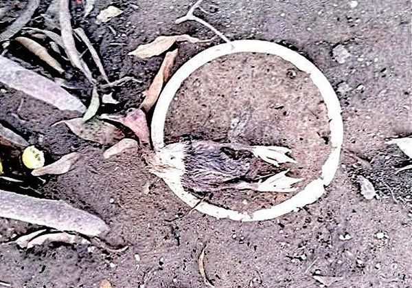 ¡ATACAN ABEJAS AFRICANAS!