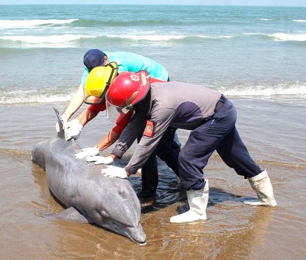 ¡APARECIÓ MUERTO DELFÍN CON LA ALETA CERCENADA!