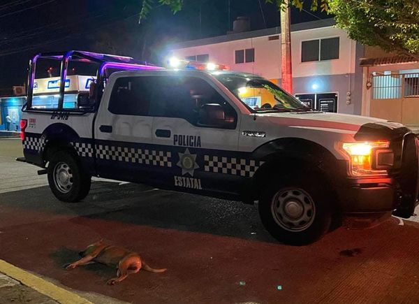 ¡PERRITO CALLEJERO MUERE ARROLLADO POR MOTOCICLISTA!