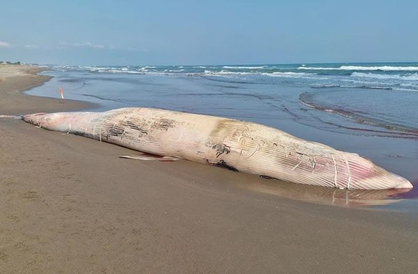 ¡ENCALLA “MONSTRUO”! - *De 12 metros de largo por 5 de ancho *TUXPAN