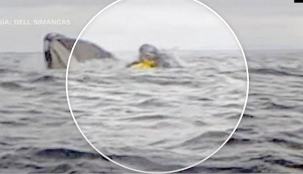 ¡BALLENA TRAGA A UN HOMBRE QUE NAVEGABA EN KAYAK; SU PAPÁ GRABA EL MOMENTO!