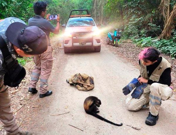 ¡RESCATAN MONO AULLADOR EN COSOLEACAQUE!