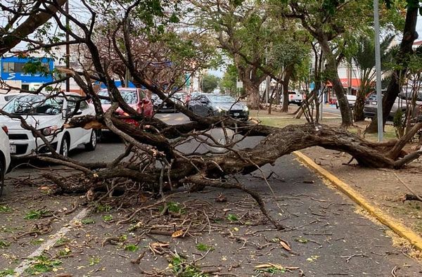¡“NORTAZO” TIRÓ ÁRBOL Y DAÑÓ DOS VEHÍCULOS!