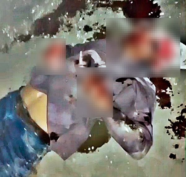 ¡MACHETEAN A DON ROBERTO Y SUS PERROS!