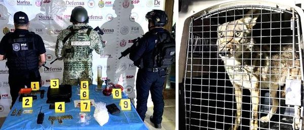 ¡ASEGURAN HASTA UN COYOTE EN UN CATEO EN CÓRDOBA!