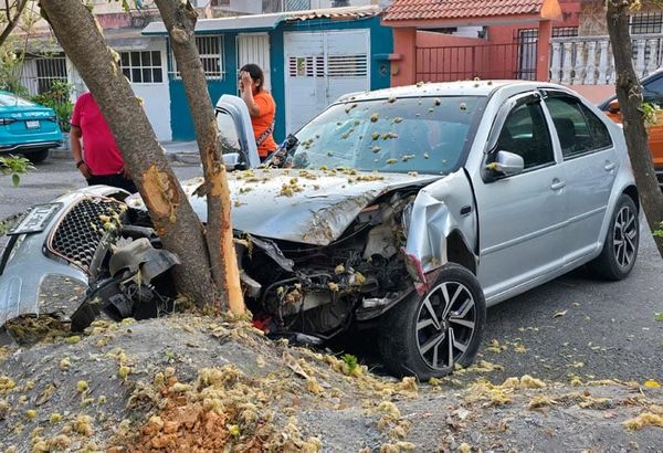 ¡ACABA LA PACHANGA CON ‘ARBOLAZO’!