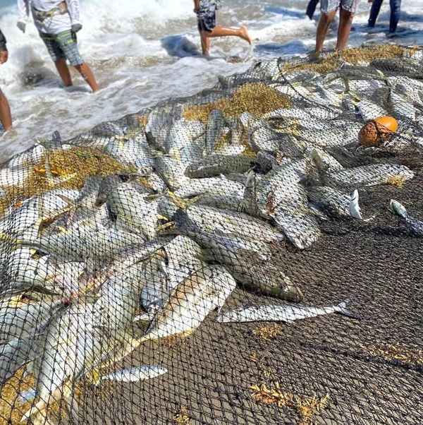 ¡MEGA-PESCA DE RÓBALO Y JUREL!