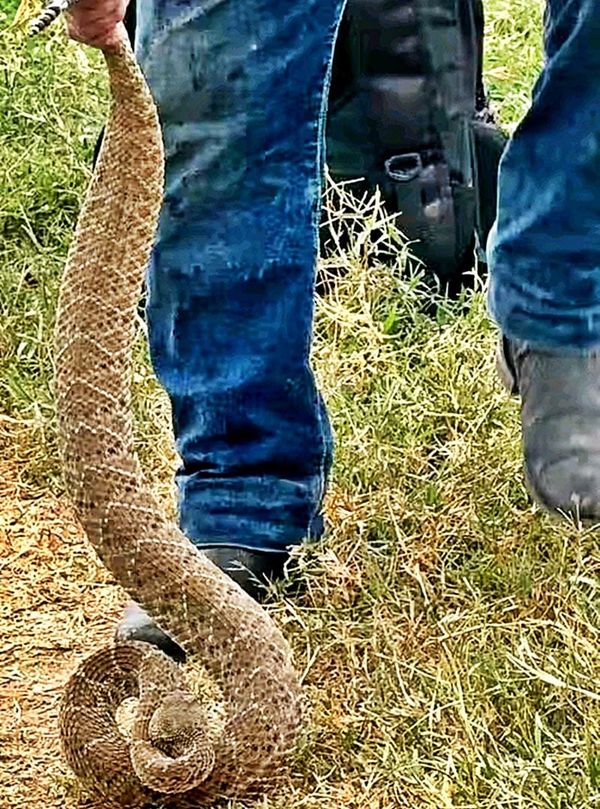 ¡VÍBORA DE CASCABEL MATÓ UN CABALLO, UNA VACA Y DOS PERROS!