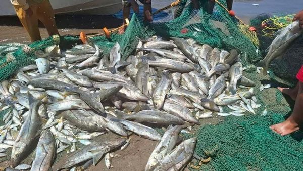 ¡MEGA-PESCA DE RÓBALO!