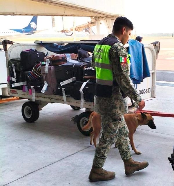 ¡AGENTE CANINO BASILI INSPECCIONA 500 MALETAS EN EL AEROPUERTO!