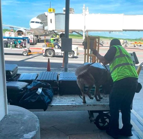 ¡AGENTES CANINOS INSPECCIONAN 1500 MALETAS EN EL AEROPUERTO!