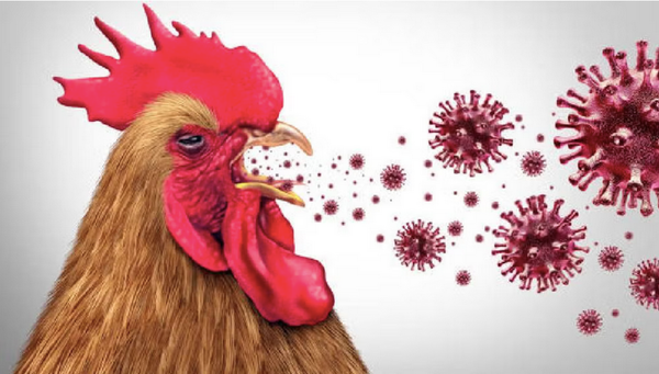 ¡INVESTIGAN BROTE DE INFLUENZA AVIAR AH7N3!
