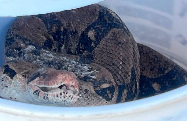 ¡ENCUENTRAN ENORME BOA Y CASI SE COME A TRES PERROS CHIHUAHUA!