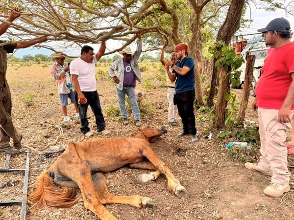 ¡VETERINARIOS NO PUEDEN SALVARLE LA VIDA A CABALLO MORIBUNDO!