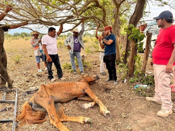 ¡ABANDONAN CABALLO PARA QUE MURIERA!