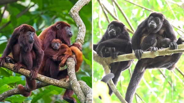 ¡SACAN PROTOCOLO DE ATENCIÓN A PRIMATES EN VERACRUZ POR LA TEMPORADA DE ALTAS TEMPERATURAS!