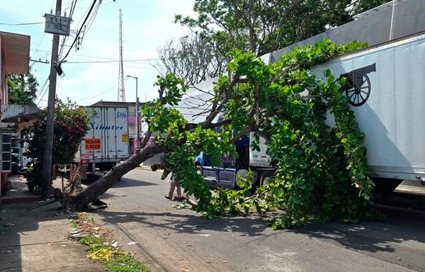 ¡TRÁILER DERRIBÓ ÁRBOL DE ALMENDRO!