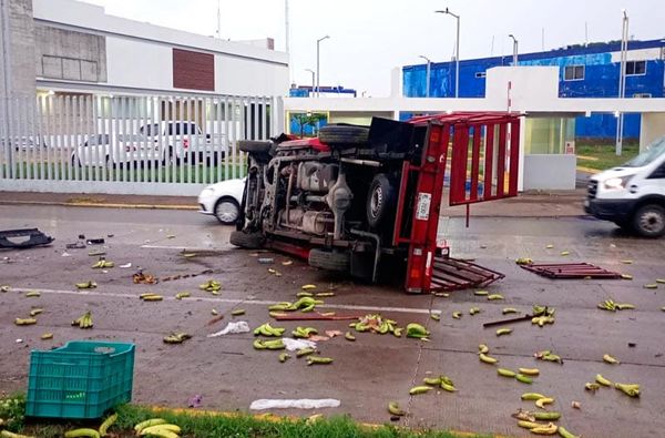 ¡“VOLARON” LOS PLÁTANOS MACHOS!