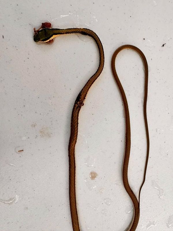 ¡MATAN SERPIENTE RANERA MEXICANA!