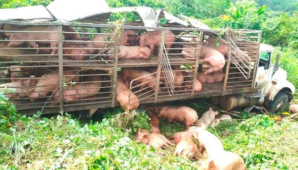 ¡VOLCÓ CAMIÓN CON 100 CERDOS!