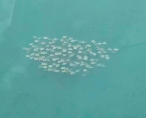 ¡FAMILIA DE MANTARRAYAS!