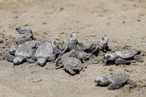 ¡LIBERAN 94 CRÍAS!