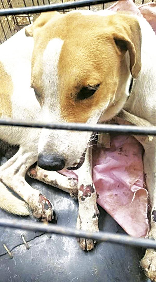 ¡SIMBA, FUERA DE PELIGRO!