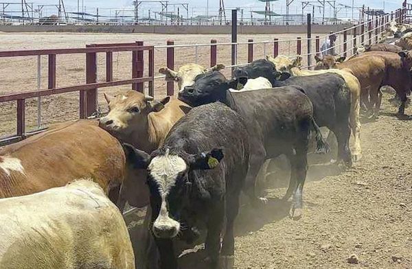 ¡CRUZAN A EU 900 CABEZAS DE GANADO TRAS LA REAPERTURA DE LAS FRONTERAS!