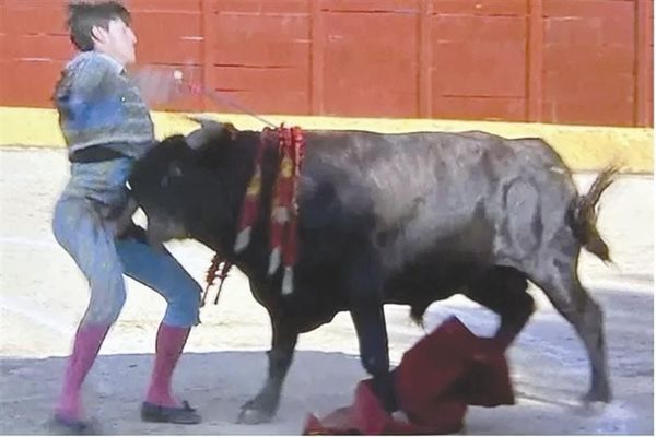 ROMPE CORNADA VENA Y ARTERIA FEMORALES DEL NOVILLERO ROLLÓN!