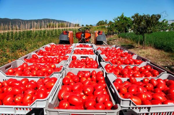 ¡RECAUDARÍA EU 346 MDD CON ARANCEL A TOMATE MEXICANO!