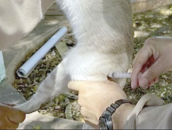 ¡MUERE UN HOMBRE POR RABIA EN COLIMA!