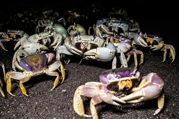 ¡SE EXTINGUE EL CANGREJO AZUL!