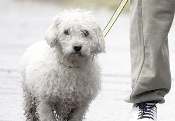 ¡APRUEBAN EN CDMX CUSTODIA COMPARTIDA DE ANIMALES DE COMPAÑÍA EN CASOS DE DIVORCIO!