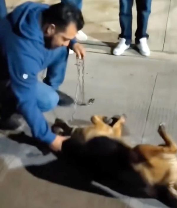 ¡DUEÑO DE LA PERRITA CONCHITA LA ARRASTRÓ CON LA CAMIONETA!