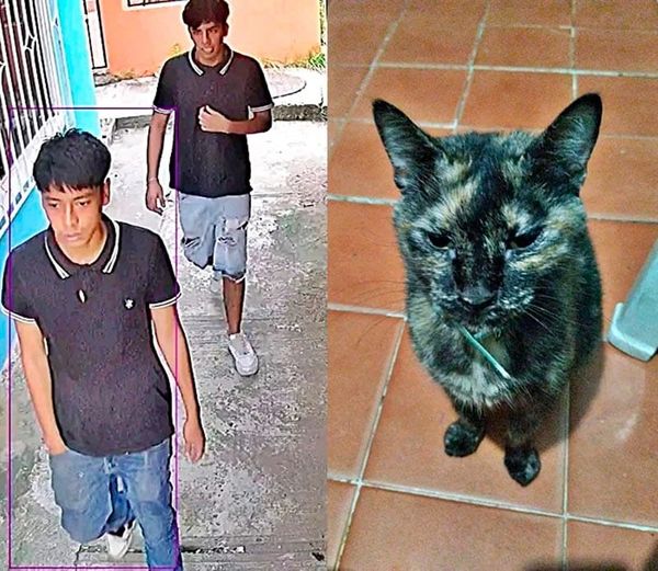 ¡JOVENES LADRONES ROBAN UN GATITO!