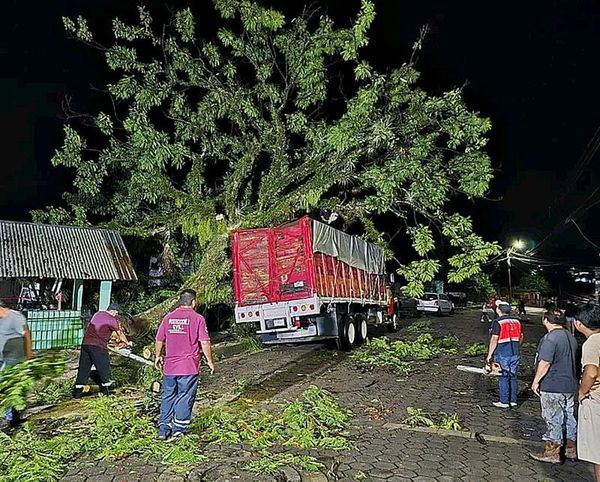 ¡SE DESPLOMA ÁRBOL Y APLASTA A CAMIÓN CARGUERO!