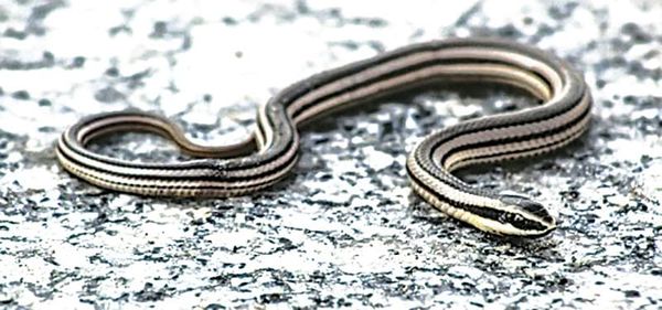 ¡QUE LA APARICIÓN DE SERPIENTES EN XALAPA ES NORMAL!