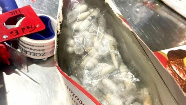 INCAUTAN EN ALEMANIA MÁS DE MIL TARÁNTULAS QUE VENÍAN ESCONDIDAS EN CAJAS DE CHOCOLATE