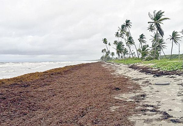 ¡NO MÁS SARGAZO EN PLAYAS: AHORA ES UN RECURSO PESQUERO EN MÉXICO!