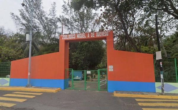 ¡SE ROBAN UN COCODRILO DEL ZOOLÓGICO MIGUEL ÁNGEL DE QUEVEDO!