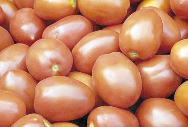 ¡ACUERDAN PRECIO MÍNIMOS DE TOMATE PARA EXPORTACIÓN!