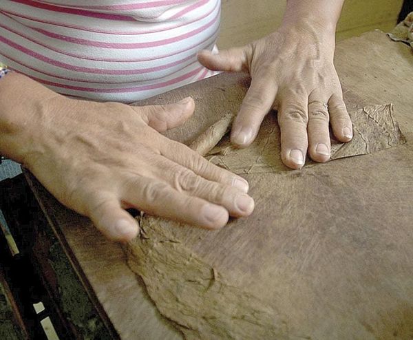 ¡CUBA RECUPERA LA PRODUCCIÓN TABACALERA!