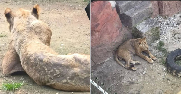 ¡EL LEÓN DE ORIZABA ESTABA ENFERMO!
