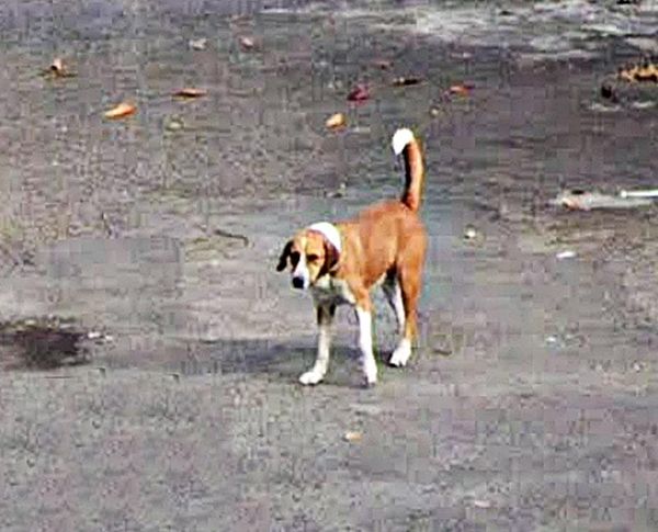¡VECINO AMENAZA CON ENVENENAR A LOS PERRITOS CALLEJEROS!