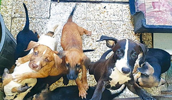 ¡VENDEN EL ALBERGUE LA ROCA!