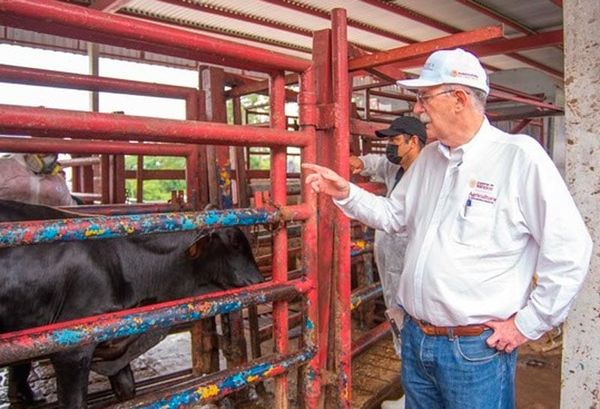 ¡ERAN GRINGAS! - CONTRA GUSADO BARRENADOR