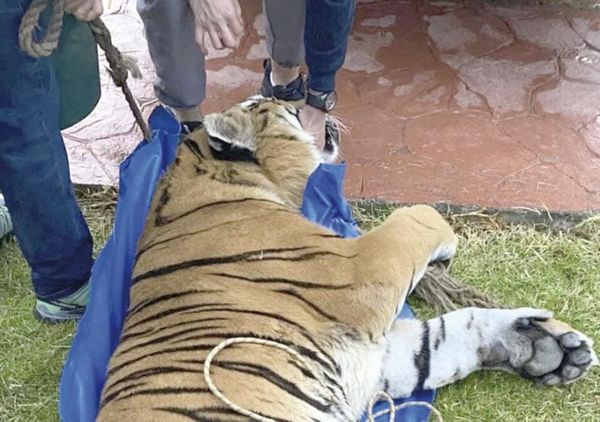 ¡INCAUTAN DOS LEONES Y DOS TIGRES A CONTRATISTA FAVORITO DE OMAR FAYAD!